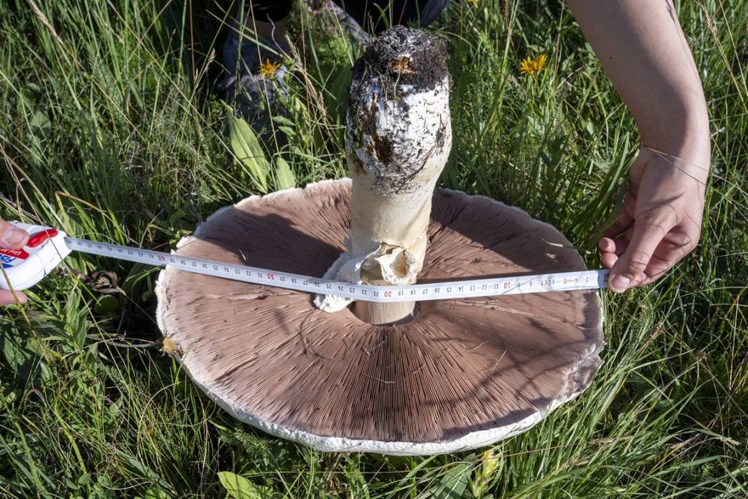 Yağmurdan sonra şaşırtan manzara: Böylesi görülmedi! 40 cm çapında, köylüler bile hayrete düştü 1